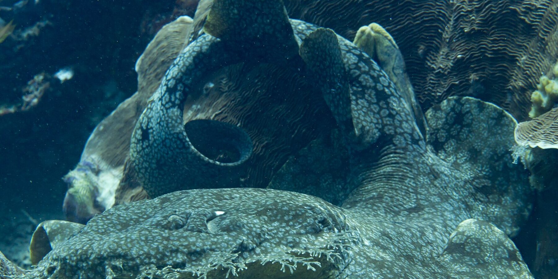 Un tiburón alfombra con borlas tumbado al pie de un macizo de coral, con el cuerpo aplanado de jaspeado gris doblado en curva y la franja de lóbulos ramificados que bordea su boca en primer plano.
