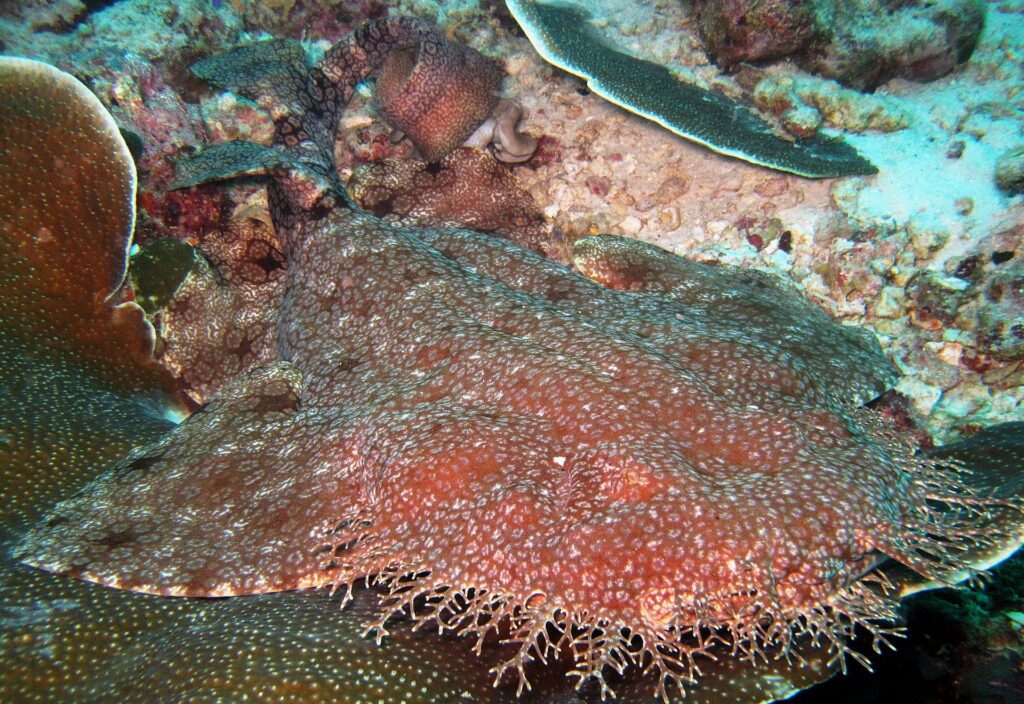 Primer plano de un tiburón alfombra barbudo tumbado sobre el arrecife, con el cuerpo aplanado de color pardo rojizo salpicado de pequeñas manchas claras y el fleco de lóbulos ramificados de la cabeza en primer plano, contra un coral de mesa.