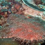 Primer plano de un tiburón alfombra barbudo tumbado sobre el arrecife, con el cuerpo aplanado de color pardo rojizo salpicado de pequeñas manchas claras y el fleco de lóbulos ramificados de la cabeza en primer plano, contra un coral de mesa.