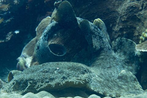 Un tiburón alfombra con borlas tumbado al pie de un macizo de coral, con el cuerpo aplanado de jaspeado gris doblado en curva y la franja de lóbulos ramificados que bordea su boca en primer plano.