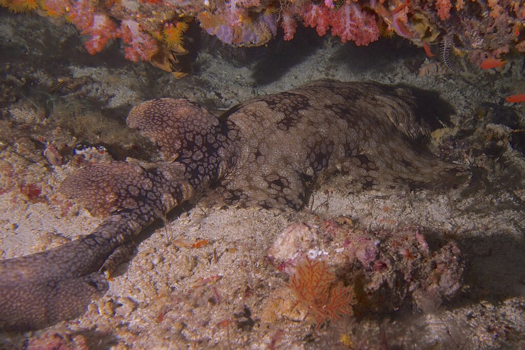 Un tiburón alfombra con borlas tumbado en la arena bajo un saliente de corales blandos rosas, con el dorso marrón cubierto de un mosaico de manchas oscuras rodeadas de puntos claros, las dos dorsales y la cola replegada a la izquierda y la cabeza a la derecha