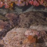 Un tiburón alfombra con borlas tumbado en la arena bajo un saliente de corales blandos rosas, con el dorso marrón cubierto de un mosaico de manchas oscuras rodeadas de puntos claros, las dos dorsales y la cola replegada a la izquierda y la cabeza a la derecha