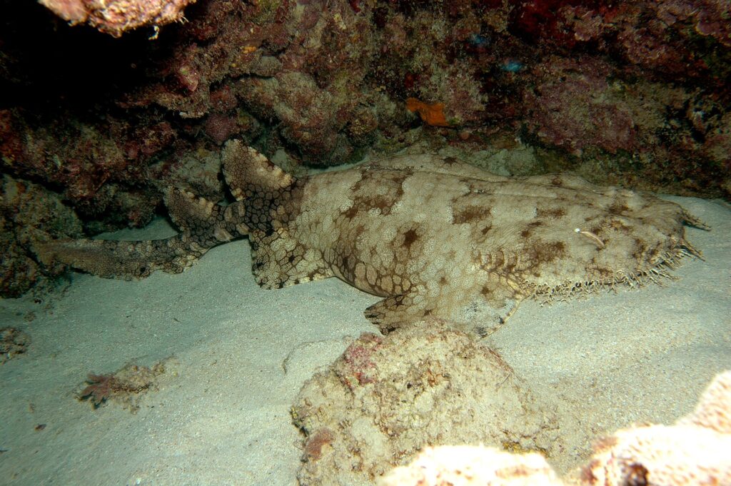 Un tiburón alfombra con borlas entero tumbado en la arena de una cueva, con la cabeza ancha y con flecos a la derecha, las pectorales redondeadas, el cuerpo que se estrecha detrás de las pélvicas, dos dorsales retrasadas y una cola corta, beige con manchas marrones