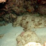 Un tiburón alfombra con borlas entero tumbado en la arena de una cueva, con la cabeza ancha y con flecos a la derecha, las pectorales redondeadas, el cuerpo que se estrecha detrás de las pélvicas, dos dorsales retrasadas y una cola corta, beige con manchas marrones