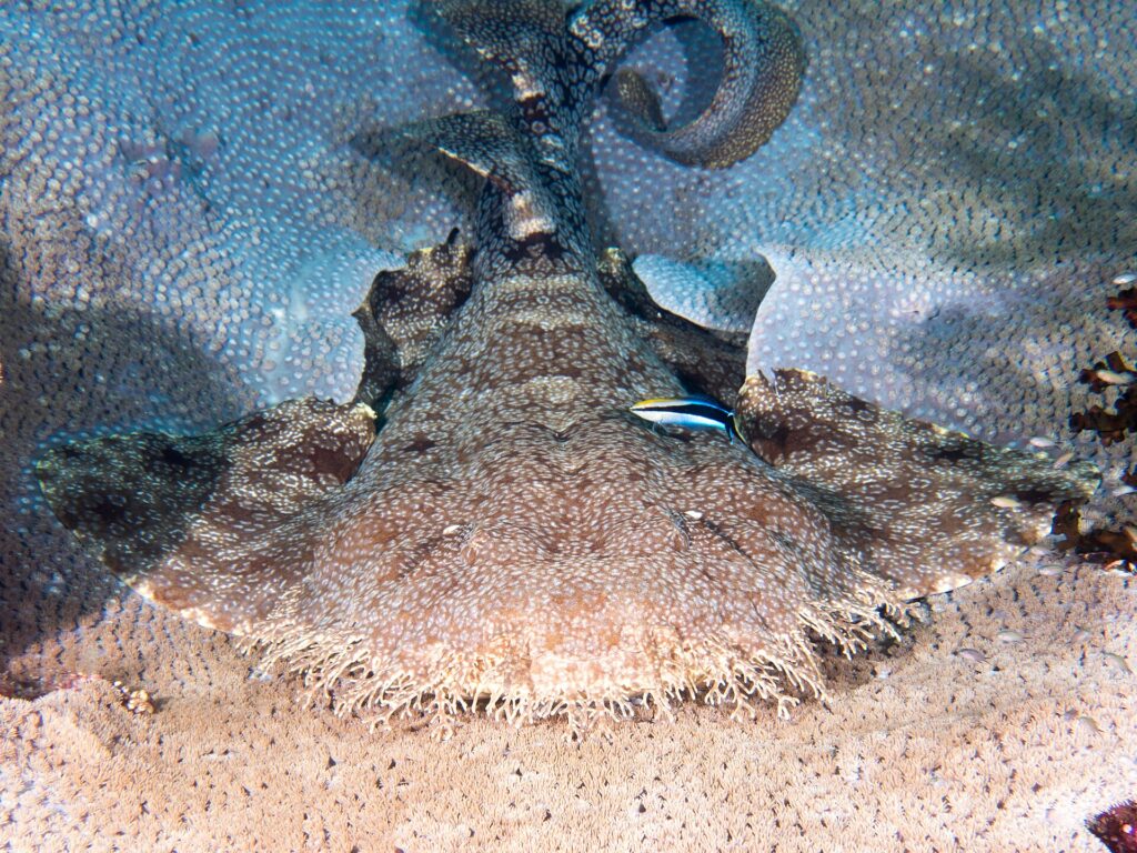 Un tiburón alfombra con borlas visto de frente, tumbado sobre una mesa de coral, con la cabeza muy ancha bordeada por una franja densa de lóbulos de piel ramificados, las anchas pectorales extendidas a cada lado, la cola levantada hacia atrás y un pequeño pez azul rayado de negro sobre el dorso