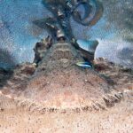 Un tiburón alfombra con borlas visto de frente, tumbado sobre una mesa de coral, con la cabeza muy ancha bordeada por una franja densa de lóbulos de piel ramificados, las anchas pectorales extendidas a cada lado, la cola levantada hacia atrás y un pequeño pez azul rayado de negro sobre el dorso
