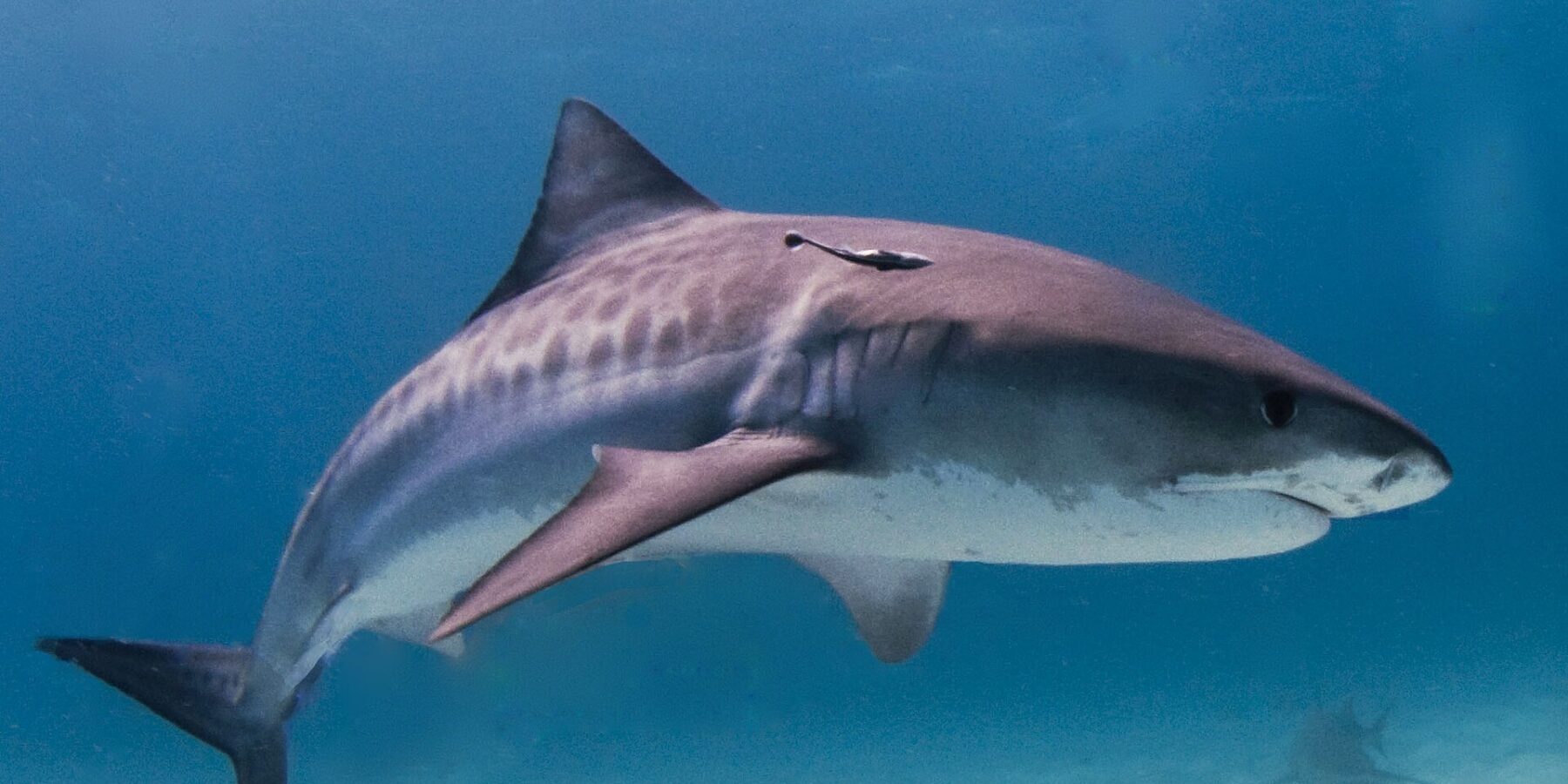 Un tiburón tigre de perfil sobre un fondo de arena clara, con las rayas oscuras visibles en los flancos y una rémora bajo la dorsal