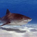 Un gran tiburón tigre de tres cuartos sobre una arena blanca ondulada, con el dorso marrón casi uniforme, las rayas apenas visibles hacia la cola, el hocico corto y cuadrado, el gran ojo, la boca ancha y el vientre blanco