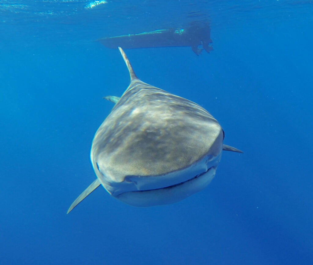 Un tiburón tigre nada directo hacia la cámara en el azul, con la cabeza muy ancha de hocico corto casi cuadrado, la boca estirada a todo lo ancho, las pectorales abiertas y el casco de un barco en la superficie, encima