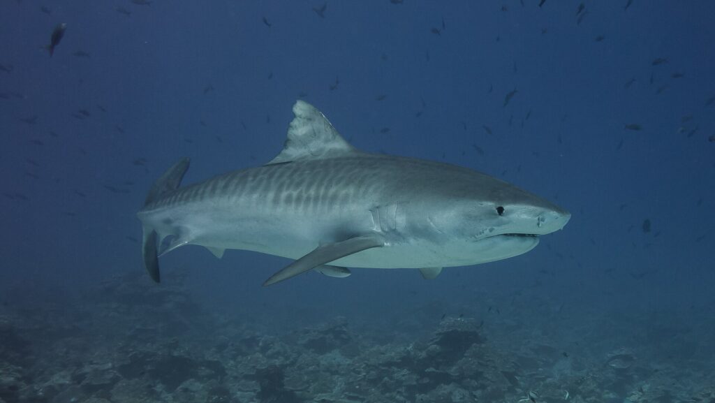 Un tiburón tigre de perfil sobre un arrecife, con el dorso gris cruzado por rayas oscuras verticales en los flancos, la cabeza maciza de hocico corto y cuadrado, el ojo negro, una rémora bajo el vientre y peces alrededor