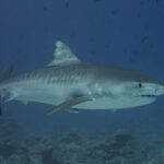 Un tiburón tigre de perfil sobre un arrecife, con el dorso gris cruzado por rayas oscuras verticales en los flancos, la cabeza maciza de hocico corto y cuadrado, el ojo negro, una rémora bajo el vientre y peces alrededor