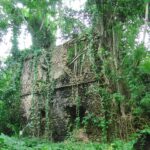 Los muros de piedra de coral de una casa en ruinas invadida por las raíces de una higuera y la vegetación, en la isla de Chole
