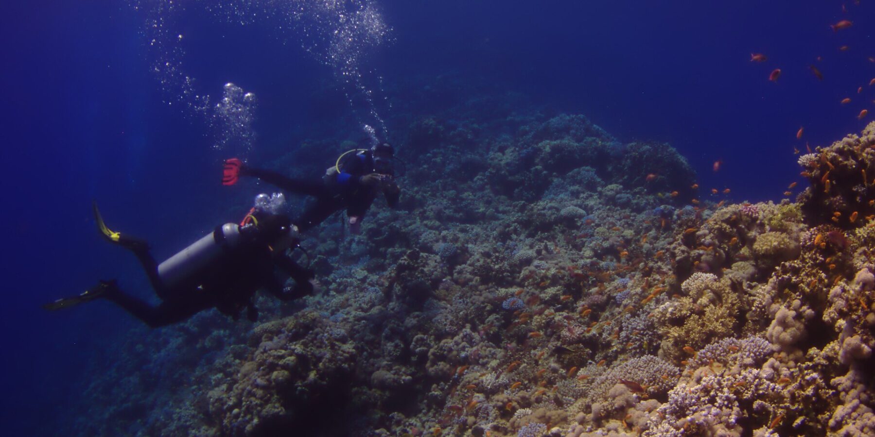 Dos buceadores recorren la pared exterior del Blue Hole, cubierta de corales duros y anthias, con el azul profundo a la izquierda