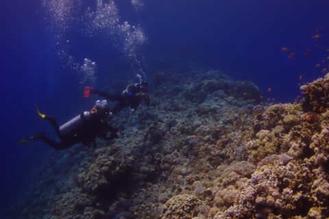 Dos buceadores recorren la pared exterior del Blue Hole, cubierta de corales duros y anthias, con el azul profundo a la izquierda