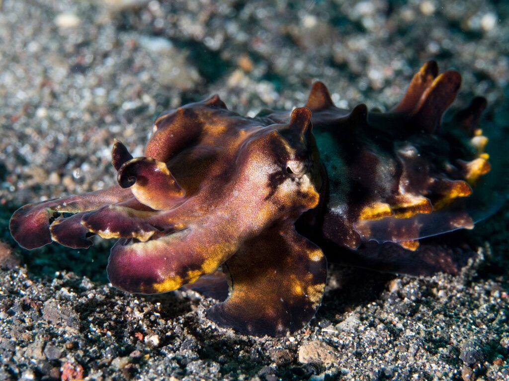 Una sepia flamboyante caminando sobre la arena negra volcánica, de color púrpura y marrón con manchas de un amarillo anaranjado, los brazos levantados hacia delante y las papilas erguidas en el dorso.