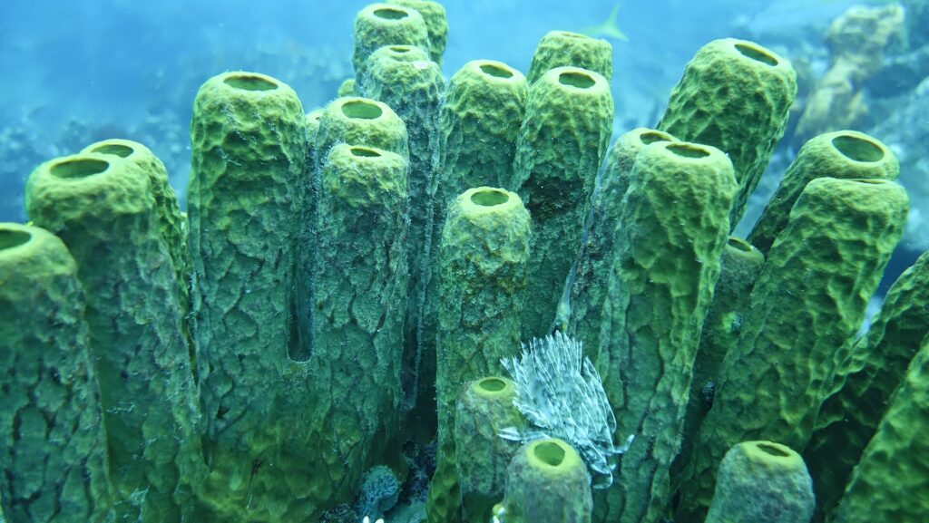 Un pequeño gusano plumero blanco despliega su penacho al pie de un macizo de grandes esponjas tubo de color verde amarillo, en un agua azul