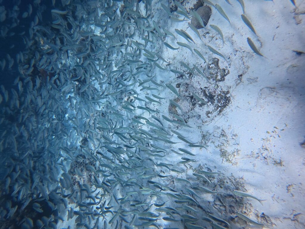 Un banco cerrado de sardinas plateadas roza un fondo de arena muy clara salpicado de rocas oscuras, con la masa de peces más densa hacia la izquierda, en el azul.