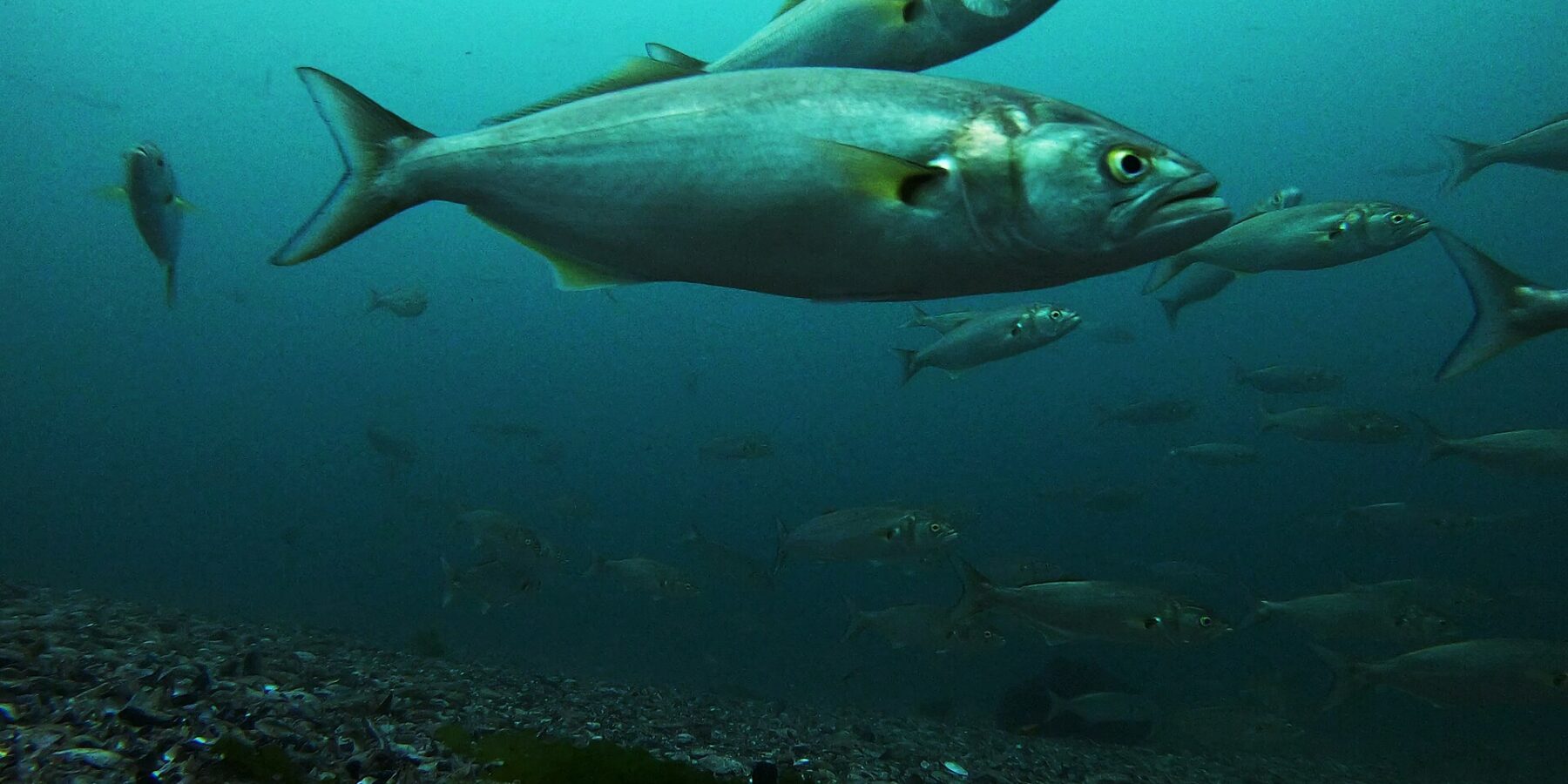 Un banco de anjovas nada sobre un fondo de grava y conchas; en primer plano, un ejemplar grande de perfil mirando a la derecha: dorso gris verdoso, flancos plateados, ojo amarillo, boca grande de mandíbula inferior prominente, aletas pectorales amarillentas y cola ancha y ahorquillada.