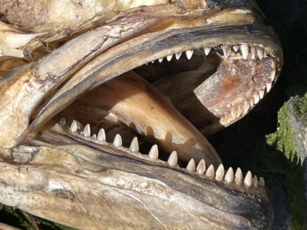 Primer plano de la boca abierta de una anjova muerta y seca: en cada mandíbula, una sola hilera de dientes triangulares, puntiagudos y regulares.