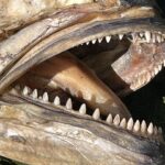 Primer plano de la boca abierta de una anjova muerta y seca: en cada mandíbula, una sola hilera de dientes triangulares, puntiagudos y regulares.