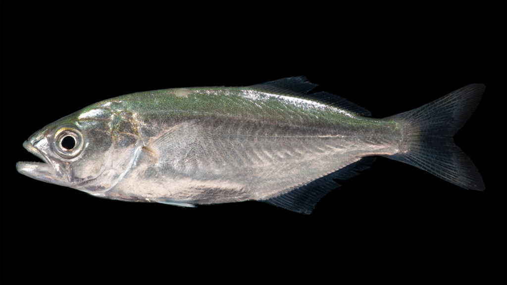 Una anjova de perfil sobre fondo negro, con la cabeza a la izquierda: dorso verde azulado iridiscente que se aclara a plateado en los flancos, ojo grande, mandíbula inferior prominente, primera aleta dorsal corta y espinosa seguida de una segunda más larga, cola ahorquillada oscura.