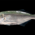 Una anjova de perfil sobre fondo negro, con la cabeza a la izquierda: dorso verde azulado iridiscente que se aclara a plateado en los flancos, ojo grande, mandíbula inferior prominente, primera aleta dorsal corta y espinosa seguida de una segunda más larga, cola ahorquillada oscura.