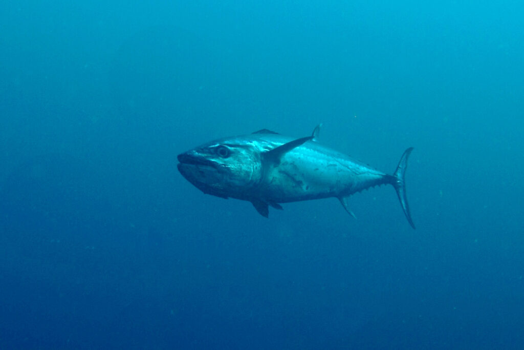 Un atún dientes de perro llega de tres cuartos de frente en el azul profundo, con la cabeza maciza, el gran ojo y la boca bien visibles