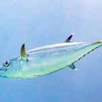 Un atún dientes de perro plateado de perfil, con la cabeza a la izquierda, sobre un fondo azul claro: la línea lateral ondula en el flanco, la segunda dorsal y la anal tienen la punta blanca y las pínulas llegan hasta la cola