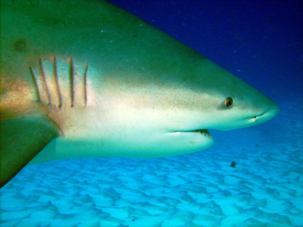 Primer plano de la cabeza de un tiburón toro, con las cinco hendiduras branquiales, el ojo pequeño y la boca entreabierta, sobre la arena ondulada