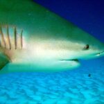 Primer plano de la cabeza de un tiburón toro, con las cinco hendiduras branquiales, el ojo pequeño y la boca entreabierta, sobre la arena ondulada