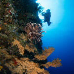 Una pared vertical cubierta de esponjas y corales negros de ramas doradas, con un crinoideo marrón en el centro y un buceador fotógrafo en silueta contra el agua azul iluminada por el sol.