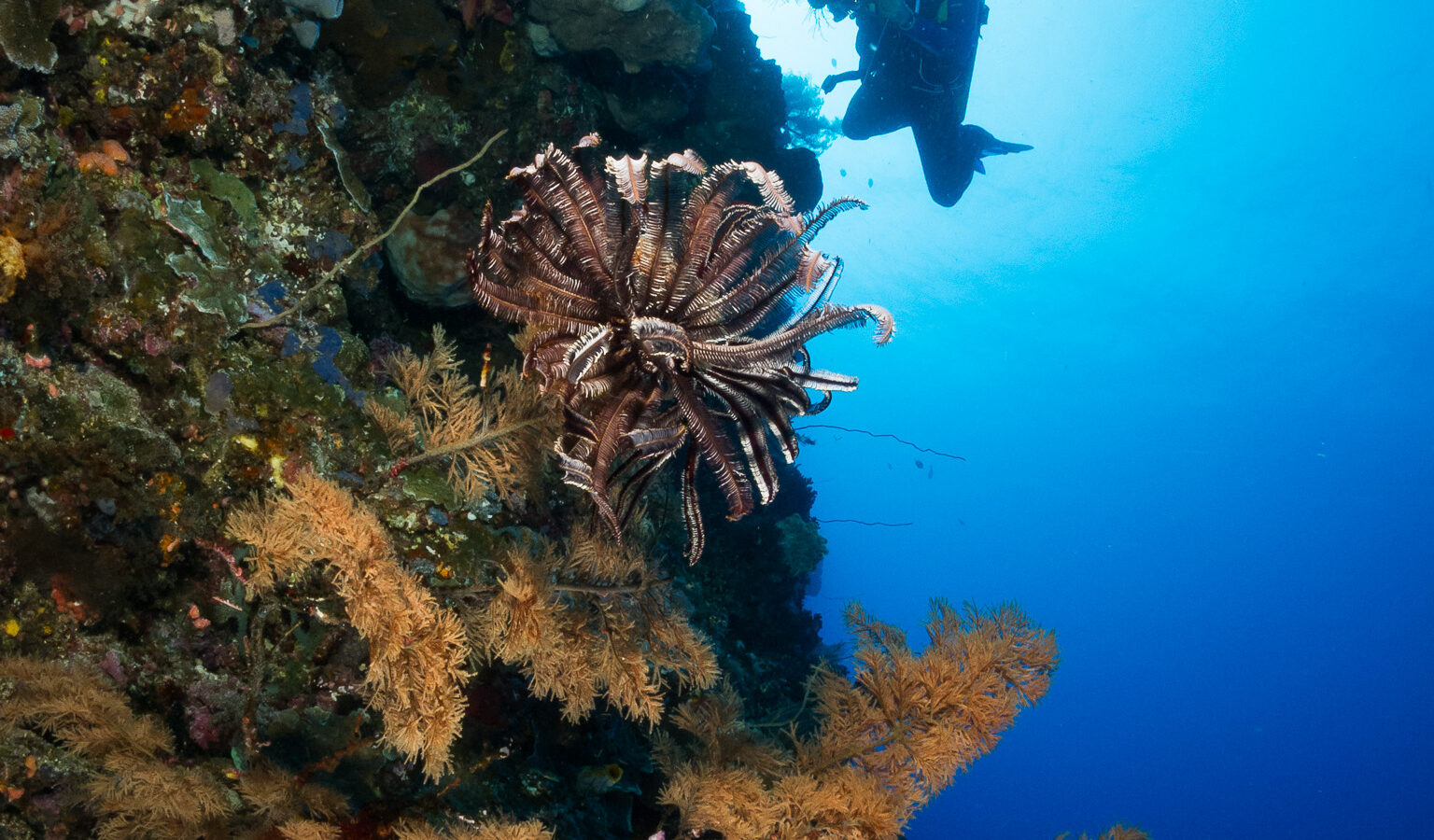 Una pared vertical cubierta de esponjas y corales negros de ramas doradas, con un crinoideo marrón en el centro y un buceador fotógrafo en silueta contra el agua azul iluminada por el sol.