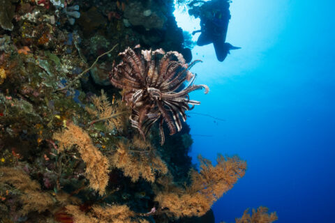 Una pared vertical cubierta de esponjas y corales negros de ramas doradas, con un crinoideo marrón en el centro y un buceador fotógrafo en silueta contra el agua azul iluminada por el sol.