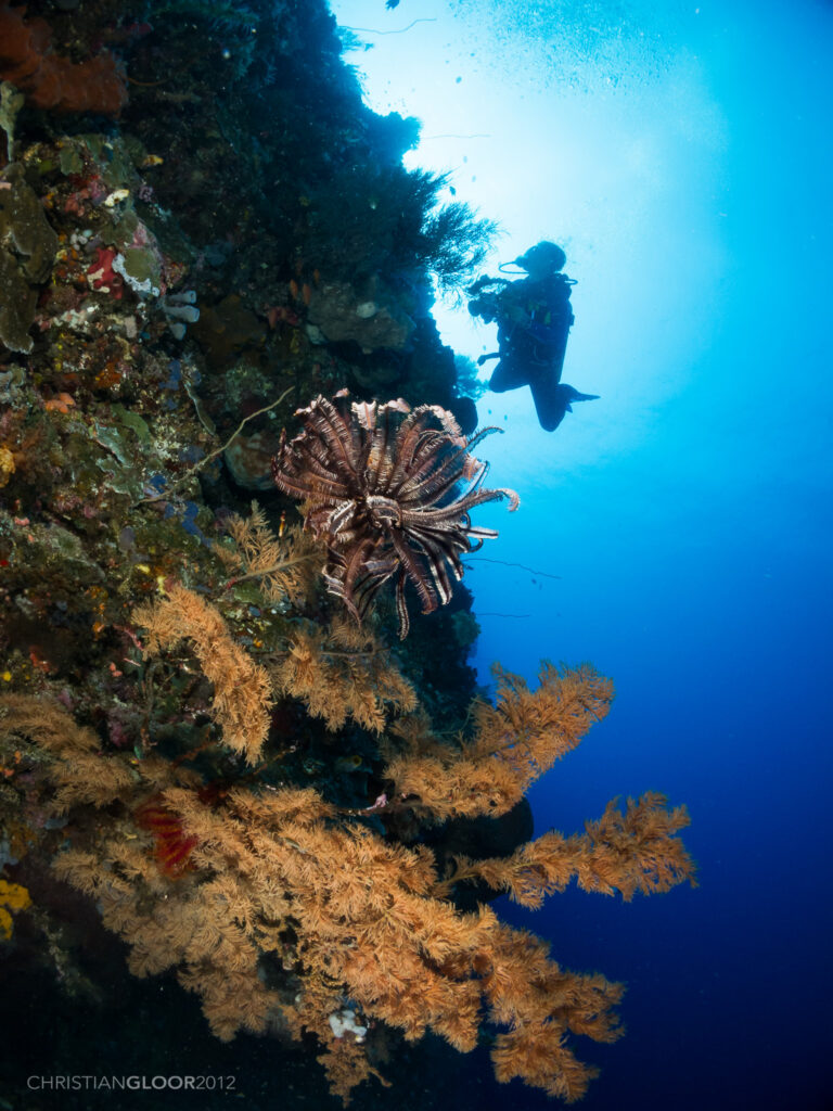 Una pared vertical cubierta de esponjas y corales negros de ramas doradas, con un crinoideo marrón en el centro y un buceador fotógrafo en silueta contra el agua azul iluminada por el sol.