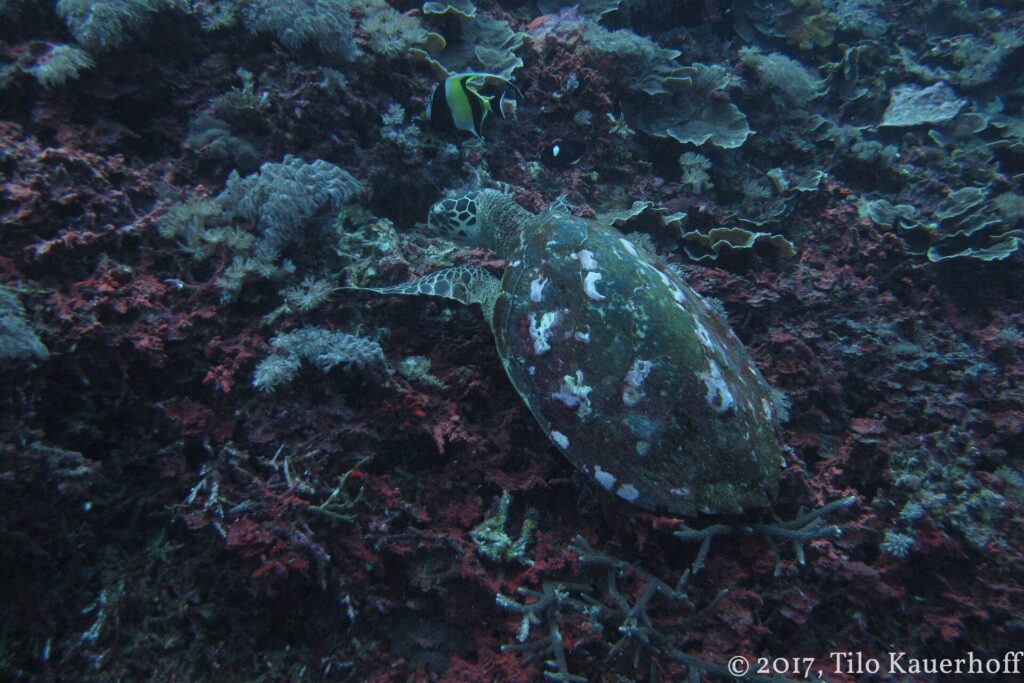 Una tortuga marina de caparazón oscuro con manchas blancas, vista desde arriba, que se alimenta en un arrecife de corales blandos e incrustaciones rojas, con un ídolo moro encima.