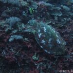 Una tortuga marina de caparazón oscuro con manchas blancas, vista desde arriba, que se alimenta en un arrecife de corales blandos e incrustaciones rojas, con un ídolo moro encima.