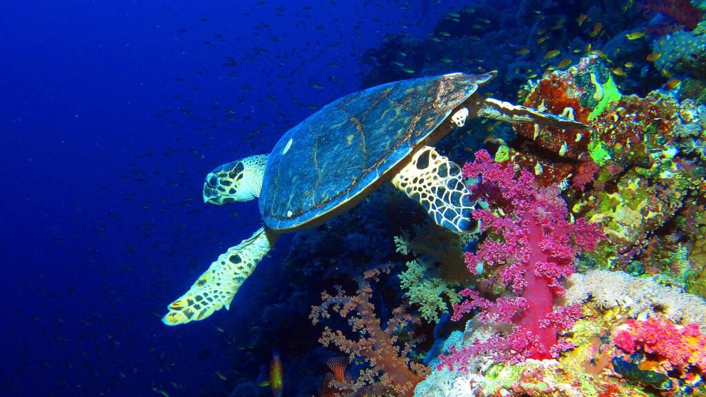 Una tortuga carey nada a lo largo de la pared, sobre corales blandos rosas, con el azul profundo detrás