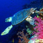 Una tortuga carey nada a lo largo de la pared, sobre corales blandos rosas, con el azul profundo detrás