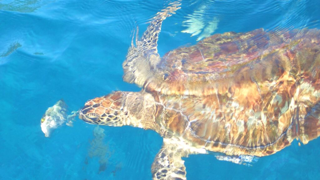 Una tortuga carey vista desde arriba, con el caparazón marrón y ámbar bajo los reflejos de la superficie, nada en el agua azul de las Similan