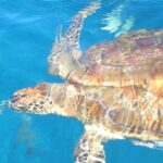 Una tortuga carey vista desde arriba, con el caparazón marrón y ámbar bajo los reflejos de la superficie, nada en el agua azul de las Similan