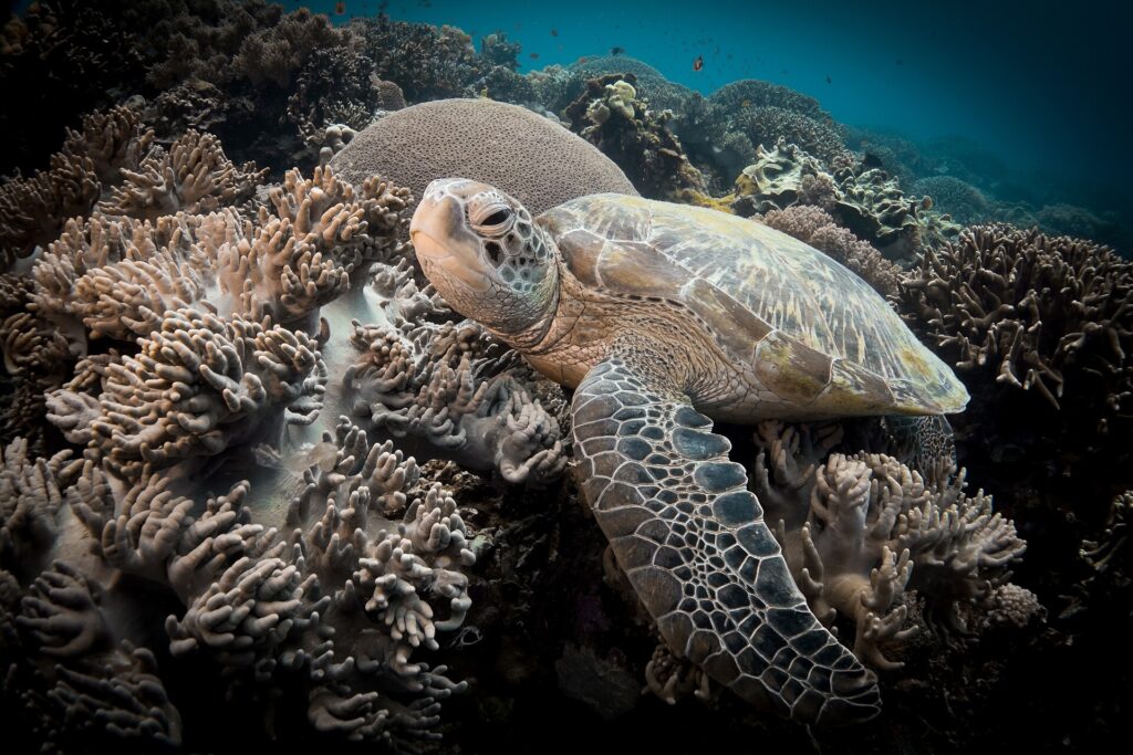 Primer plano de una tortuga marina descansando entre corales blandos de lóbulos beis, con una gran bola de coral detrás y la aleta delantera extendida en primer plano.
