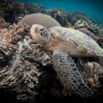 Primer plano de una tortuga marina descansando entre corales blandos de lóbulos beis, con una gran bola de coral detrás y la aleta delantera extendida en primer plano.