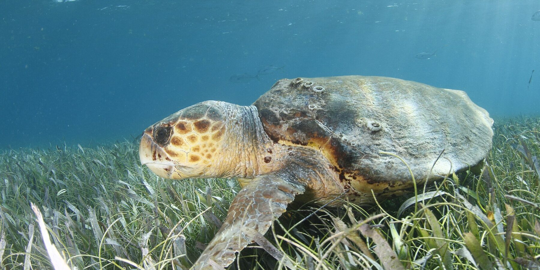 Una tortuga boba de perfil sobre una pradera marina, con la cabeza a la izquierda: una cabeza enorme cubierta de escamas marrones con borde amarillo, un pico grueso, un caparazón marrón salpicado de cirrípedos y una aleta delantera apoyada en las hierbas