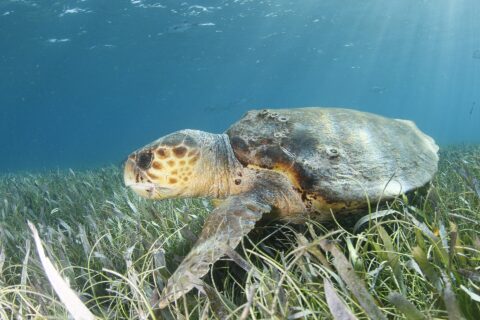 Una tortuga boba de perfil sobre una pradera marina, con la cabeza a la izquierda: una cabeza enorme cubierta de escamas marrones con borde amarillo, un pico grueso, un caparazón marrón salpicado de cirrípedos y una aleta delantera apoyada en las hierbas