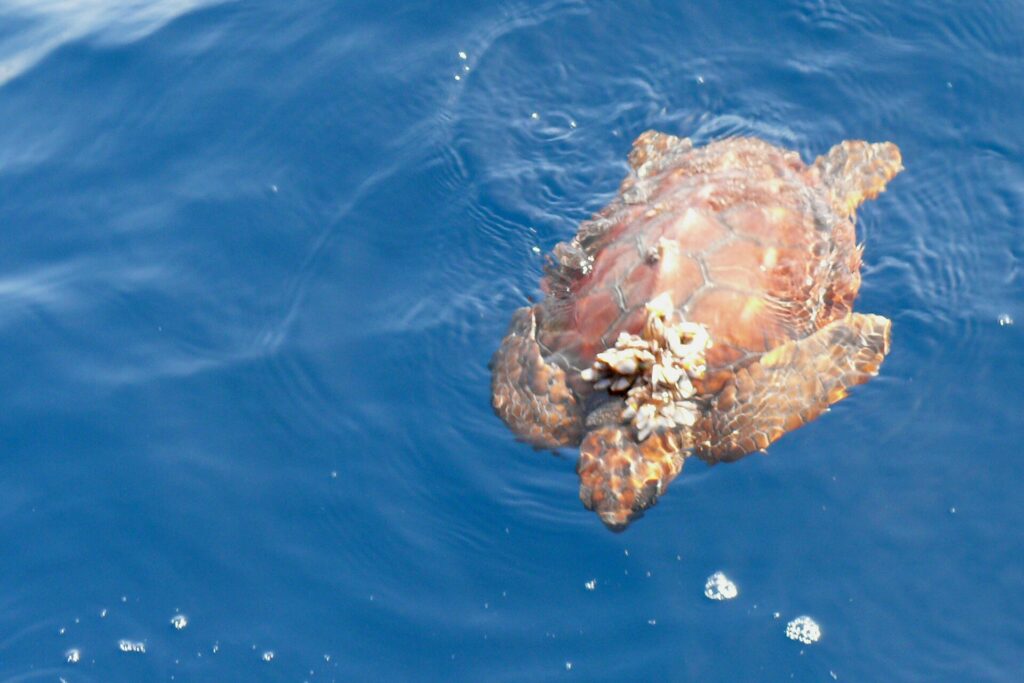Una tortuga boba joven vista desde arriba en la superficie de un mar azul, con la cabeza hacia la parte baja de la imagen: un caparazón marrón anaranjado de escudos bien dibujados, un racimo de cirrípedos fijado en la parte delantera y las aletas abiertas