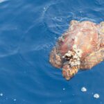 Una tortuga boba joven vista desde arriba en la superficie de un mar azul, con la cabeza hacia la parte baja de la imagen: un caparazón marrón anaranjado de escudos bien dibujados, un racimo de cirrípedos fijado en la parte delantera y las aletas abiertas