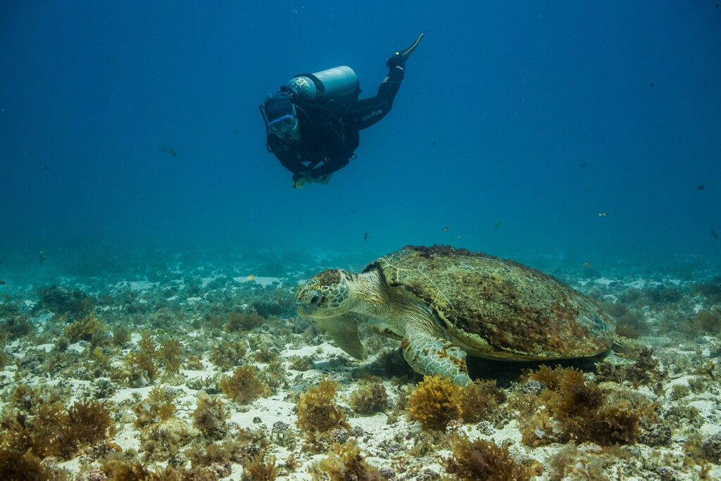 Una tortuga boba grande posada sobre un fondo de arena y algas pardas, con el caparazón cubierto de algas, bajo la mirada de un buceador que pasa por encima