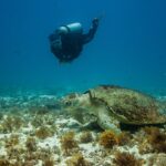 Una tortuga boba grande posada sobre un fondo de arena y algas pardas, con el caparazón cubierto de algas, bajo la mirada de un buceador que pasa por encima
