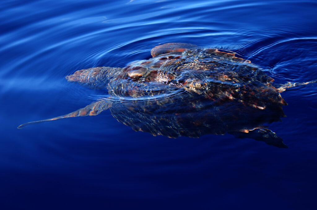Una tortuga boba vista desde arriba, justo bajo la superficie de un mar azul profundo: el caparazón marrón rojizo asoma y una aleta delantera se estira hacia un lado