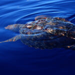 Una tortuga boba vista desde arriba, justo bajo la superficie de un mar azul profundo: el caparazón marrón rojizo asoma y una aleta delantera se estira hacia un lado